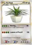 Pot Plant