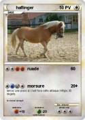 haflinger