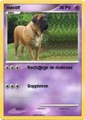 mastiff
