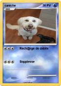 caniche