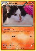 Calico Cat