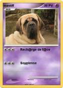 mastiff