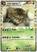 Chat mignon