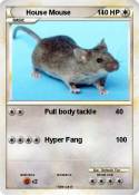 House Mouse
