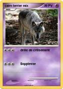 cairn terrier