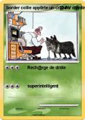 border collie