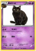 Black cat