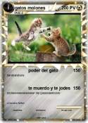gatos molones
