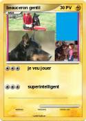 beauceron genti