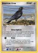 American Crow