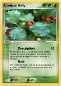 American Holly