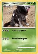 border collie