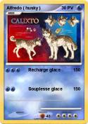Alfredo ( husky