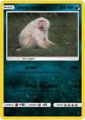 albino monkey