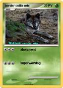 border collie