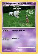 boulldog Améric