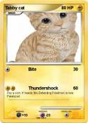Tabby cat