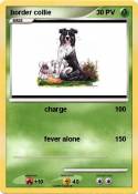 border collie