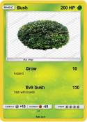 Bush