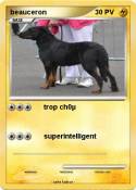 beauceron