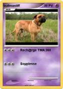 bullmastiff