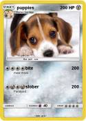 puppies