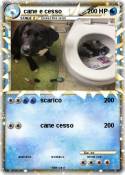 cane e cesso
