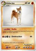 Shiba Inu