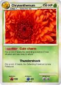 Chrysanthemum