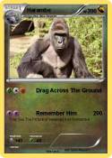Harambe