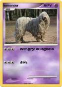 komondor