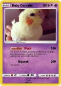 Baby Cockatiel