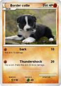 Border collie
