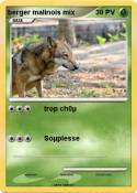 berger malinois