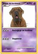 dogue du