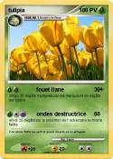 tulipia