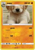 puppy