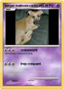 berger malinois