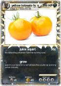 yellow totmato