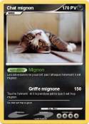 Chat mignon