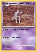 terrier austral