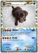 teddy