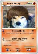 look at the dog