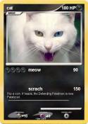cat