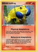 INDIAN bullfrog