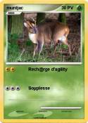 muntjac