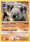 koala