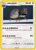 zebra finch