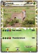 cheetah