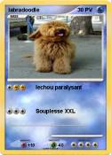 labradoodle